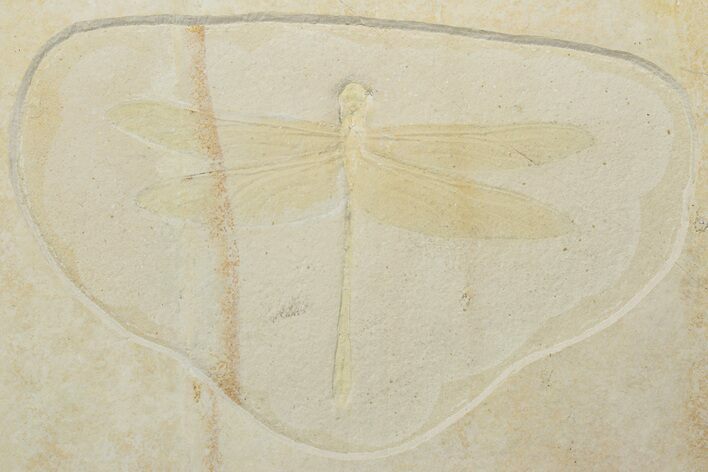 Huge, Fossil Dragonfly (Cymatophlebia?) - Solnhofen Limestone #227343